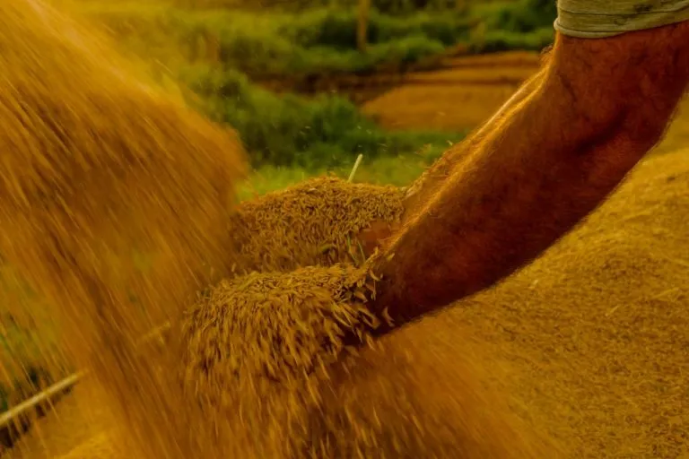 Mirim Doce (SC) Agora é Oficialmente a Capital Nacional do Melhor Arroz