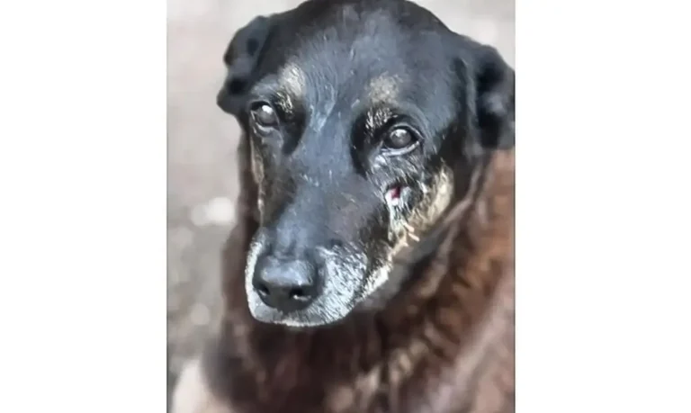 Caso Orelha: polícia busca internação de adolescente por morte de cão em SC