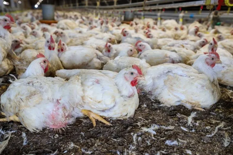 R$ 83,5 milhões liberados para reforçar a defesa sanitária do agronegócio brasileiro