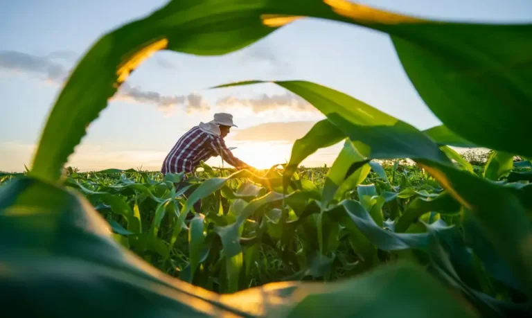Dívida rural: MP com foco em perdas climáticas e juros baixos deve sair em breve